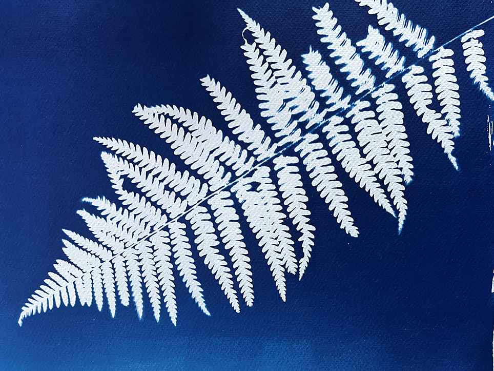 Accueil 1 Fougère en impression cyanotype utilisé pour la confection d'abat-jour ou de cartes